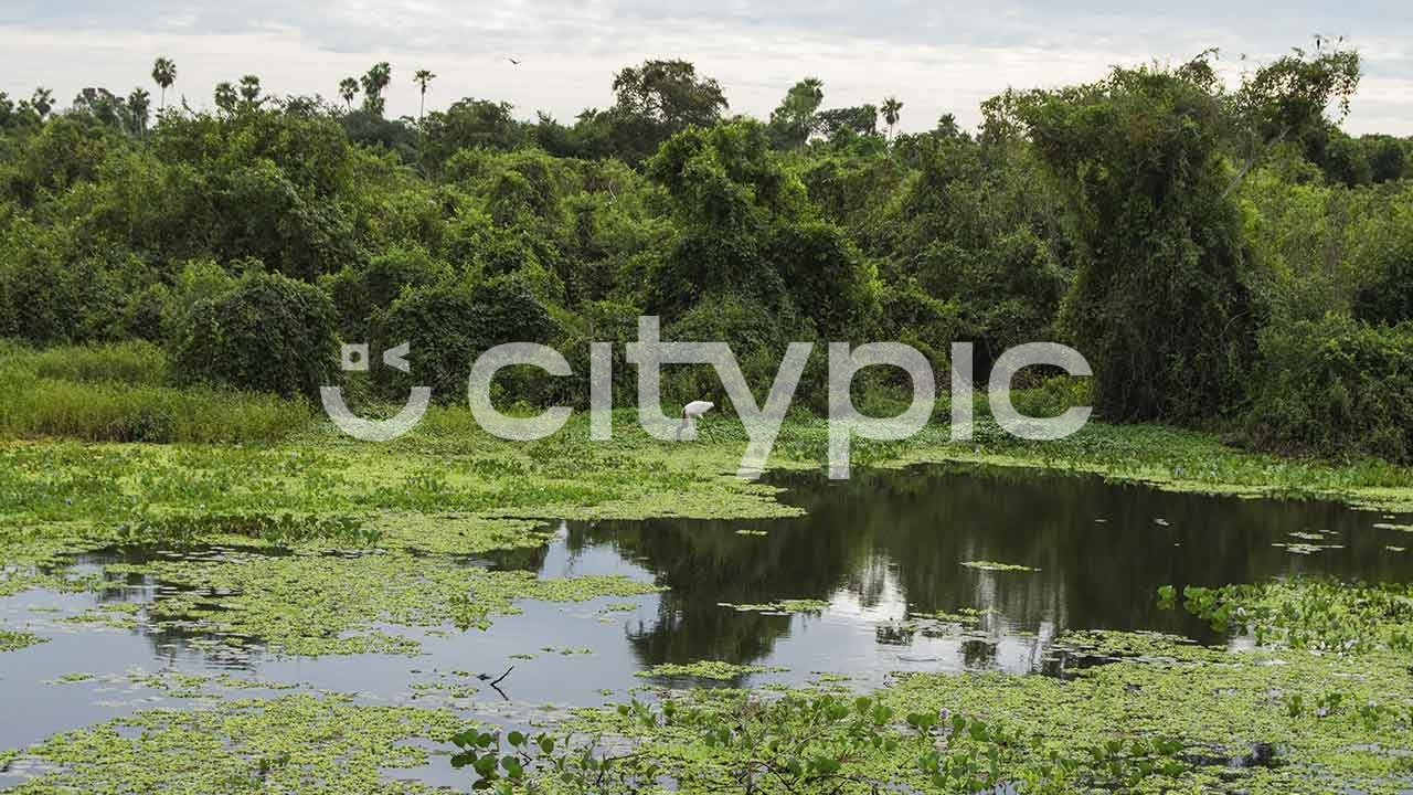 Vista de longe de um tuiuiú no pantanal da cidade de Bonito em Mato Grosso do sul