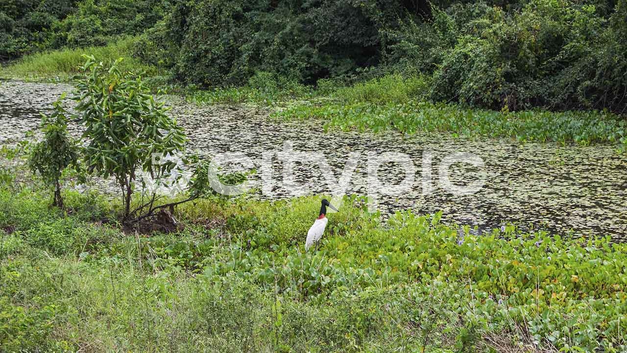 Vista de um tuiuiú no pantanal da cidade de Bonito em Mato Grosso do sul