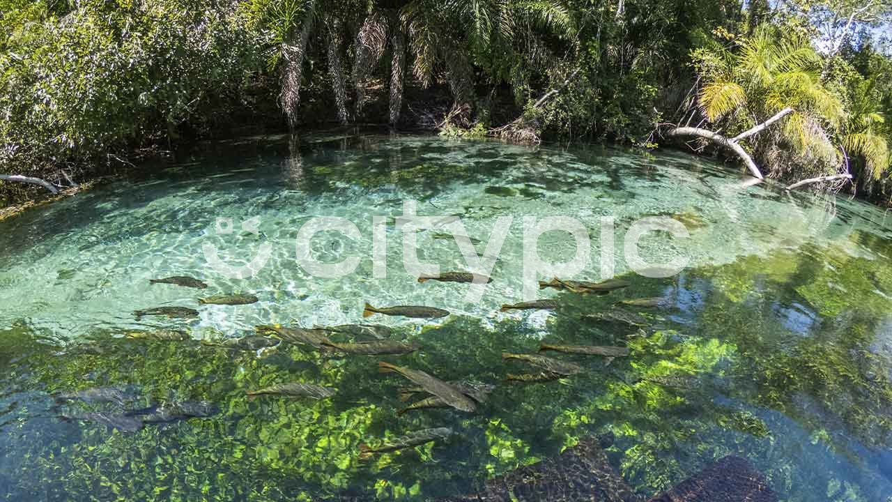 Vista do rio Sucuri com peixes na cidade de Bonito em Mato Grosso do Sul
