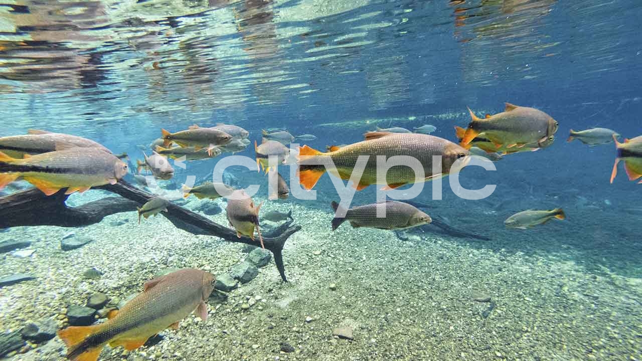 Vista de peixes em águas transparentes no rio da prata na cidade de Bonito no Mato Grosso do Sul