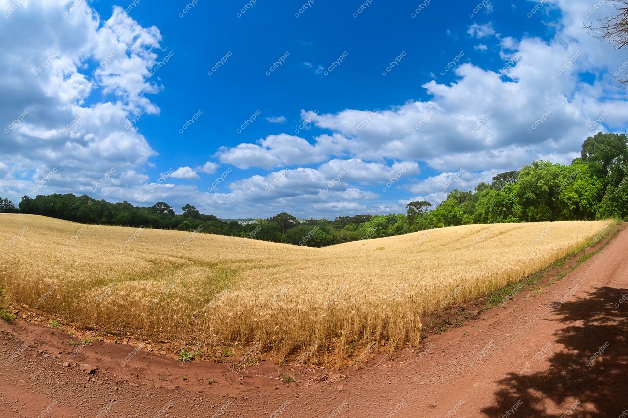 Casca, Rio Grande do Sul: Ouro nos Campos e Tranquilidade Rural