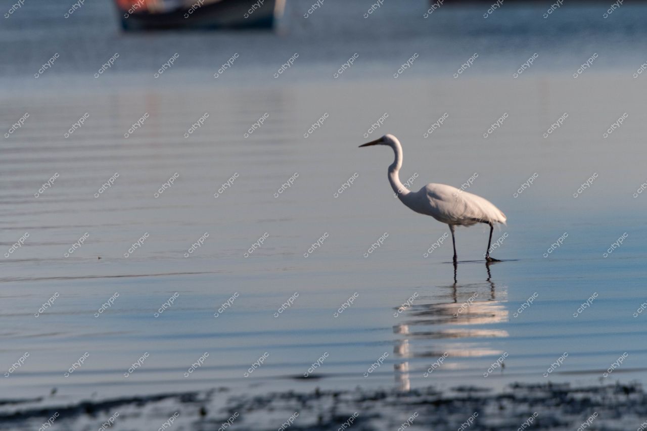 Costeira do Pirajubaé: A Elegância da Garça Branca em Florianópolis