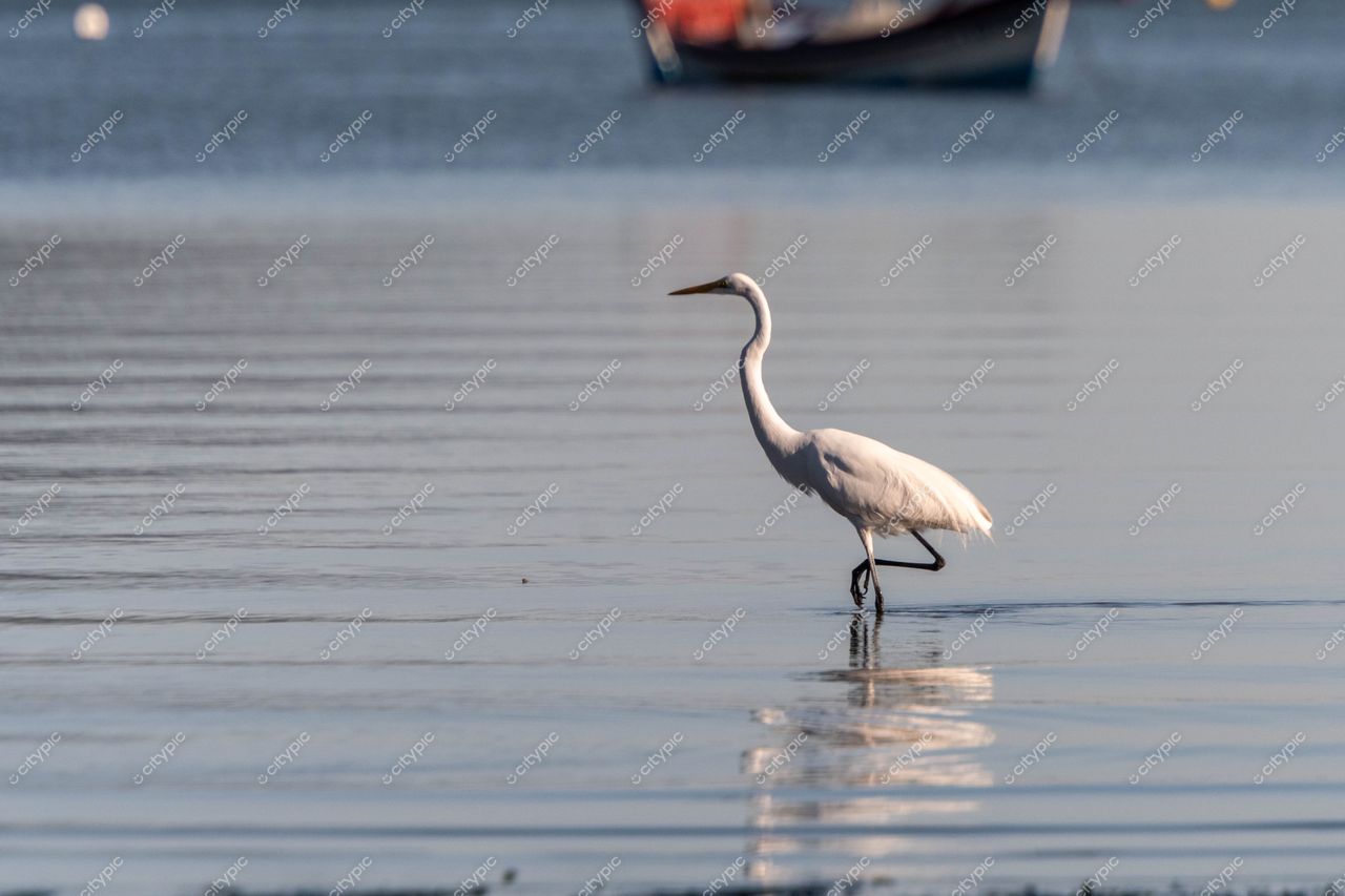 Costeira do Pirajubaé, Florianópolis: Garça branca em um cenário sereno