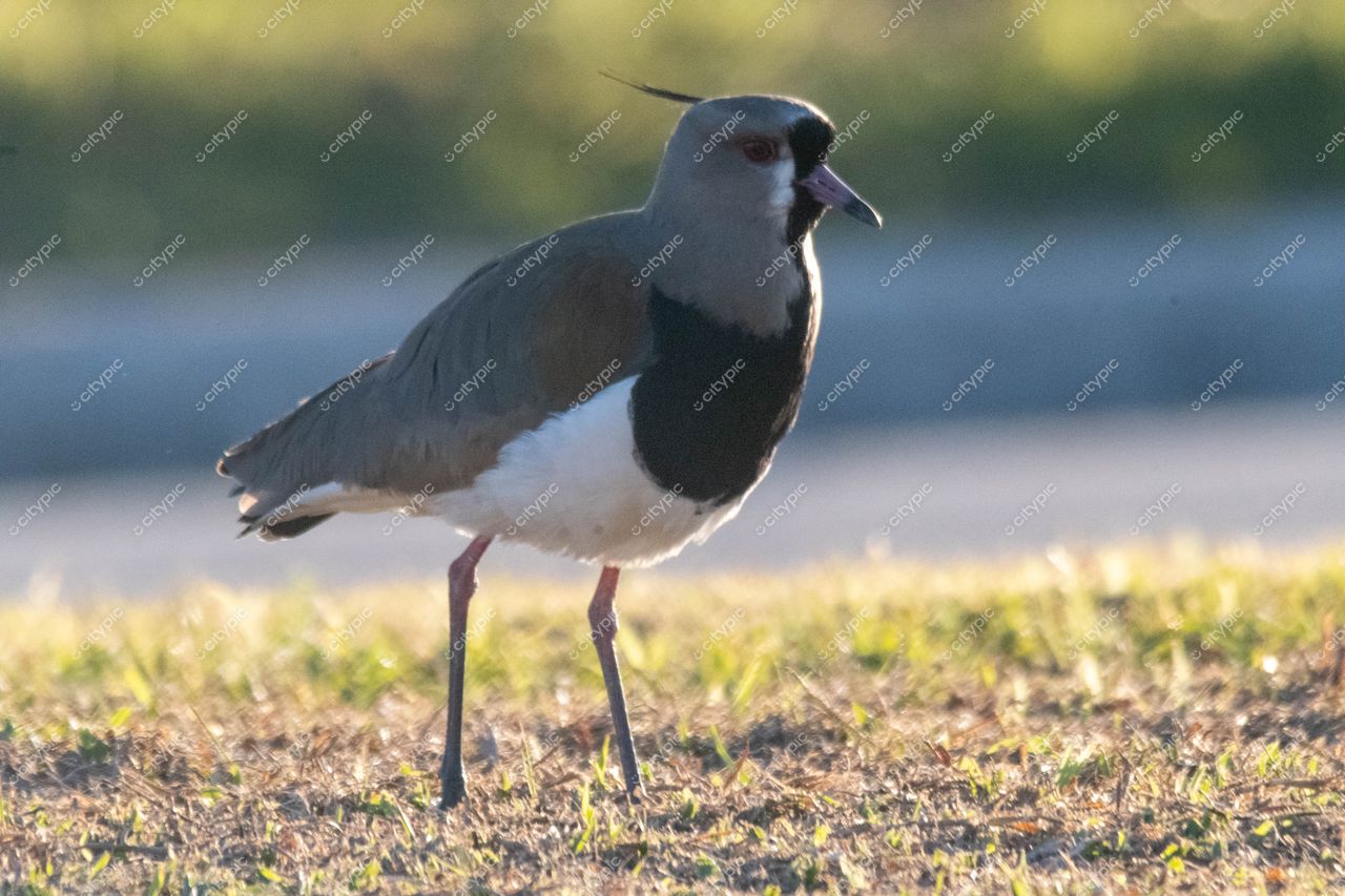 Costeira do Pirajubaé, Florianópolis: A majestosa caminhada do avestruz
