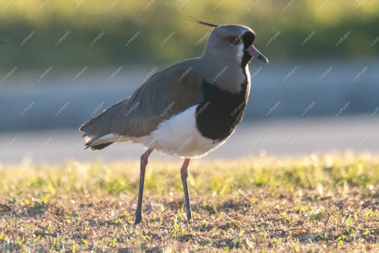 Costeira do Pirajubaé, Florianópolis: Sabiá do Campo em sua elegância natural