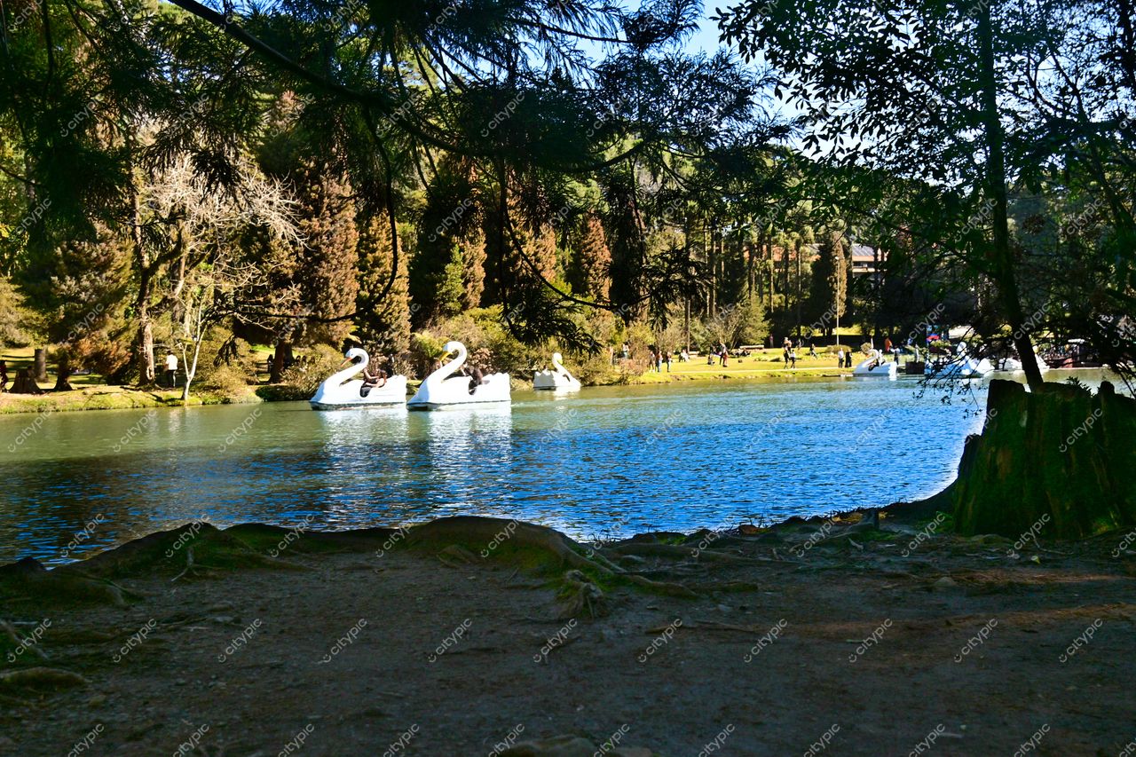 Gramado, Rio Grande do Sul, Brasil: Pedalinhos em forma de cisne em um lago sereno