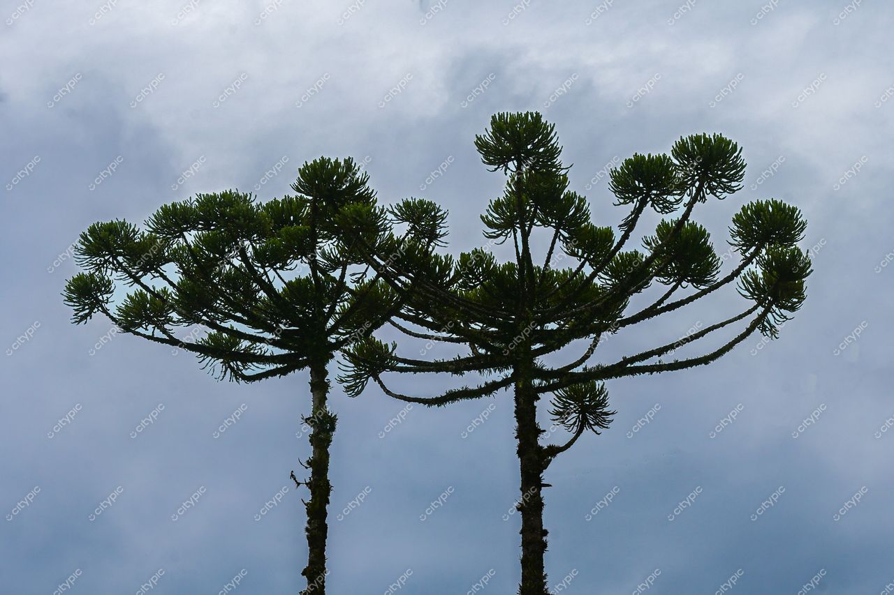 Gramado, Rio Grande do Sul, Brasil: Araucárias Majestosas em Contraste com o Céu Nublado