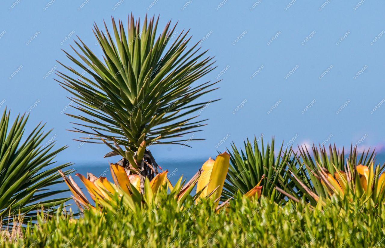 Garopaba, Santa Catarina: A exuberante vegetação costeira e o mar azul harmonioso