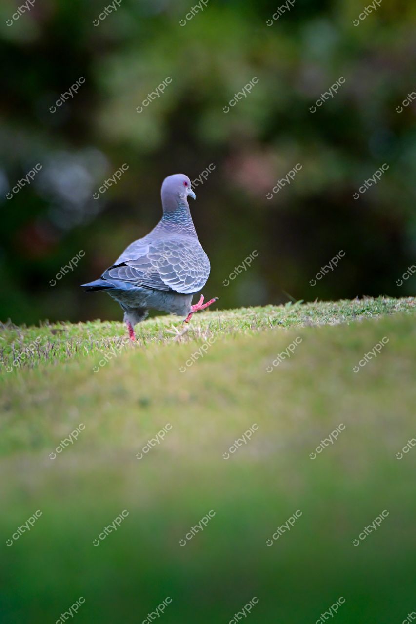 Pombo no Flamengo, Rio de Janeiro: Beleza serena da fauna urbana carioca
