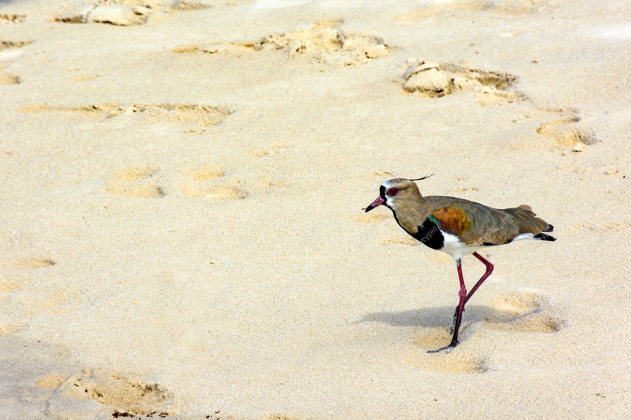 Uruçuca, Bahia: Pássaro colorido na praia