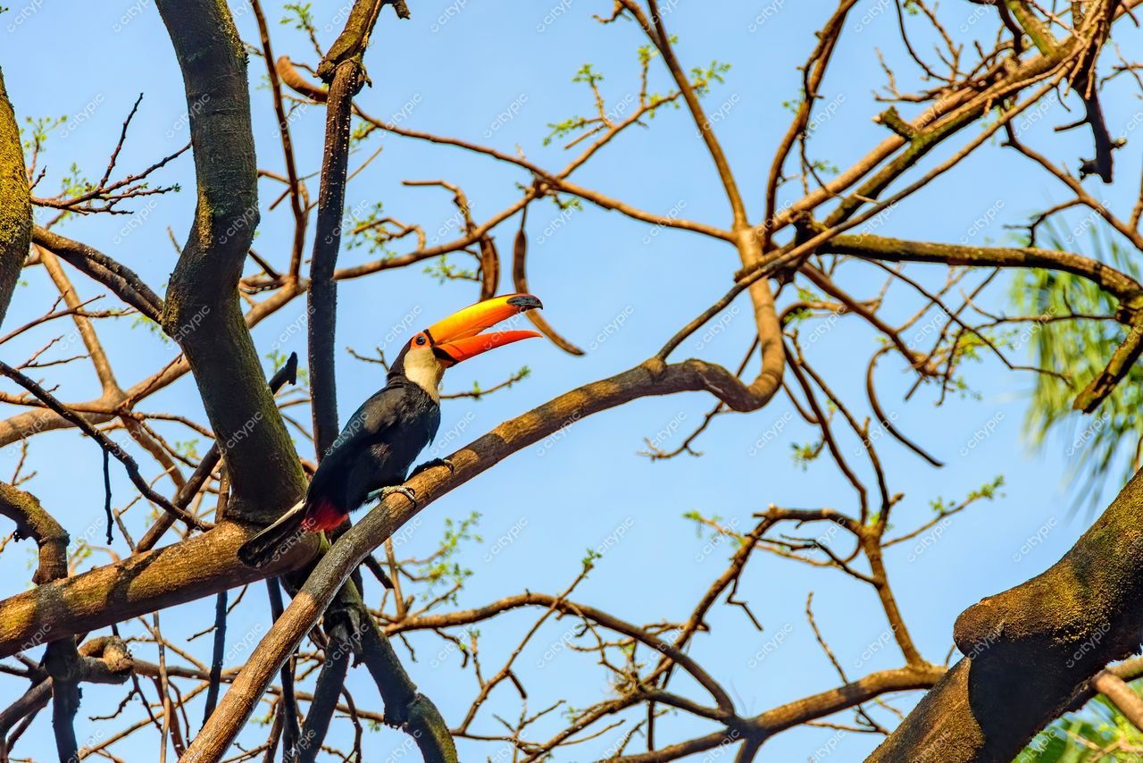 Tucano vibrante: a beleza da natureza em destaque