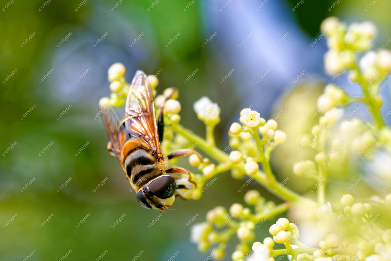 Jardim Botânico do Rio de Janeiro: Close-up de uma abelha polinizando flores no paraíso natural da cidade maravilhosa