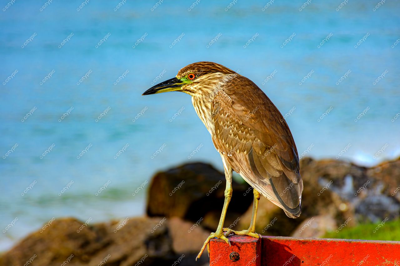 Barra da Tijuca, Rio de Janeiro: Morquinho observando a beleza da praia