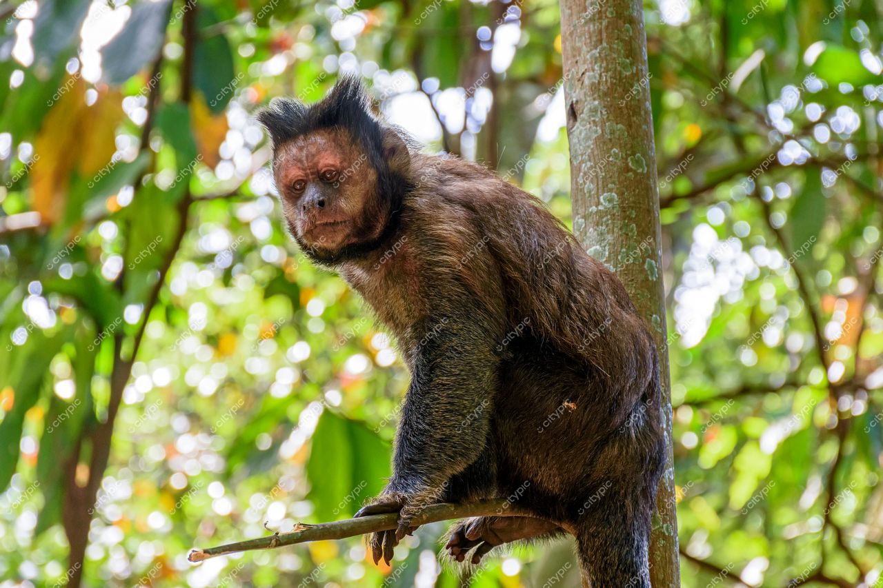 Jardim Botânico, Rio de Janeiro: Macaco Capuchinho em meio à exuberante vegetação da cidade maravilhosa