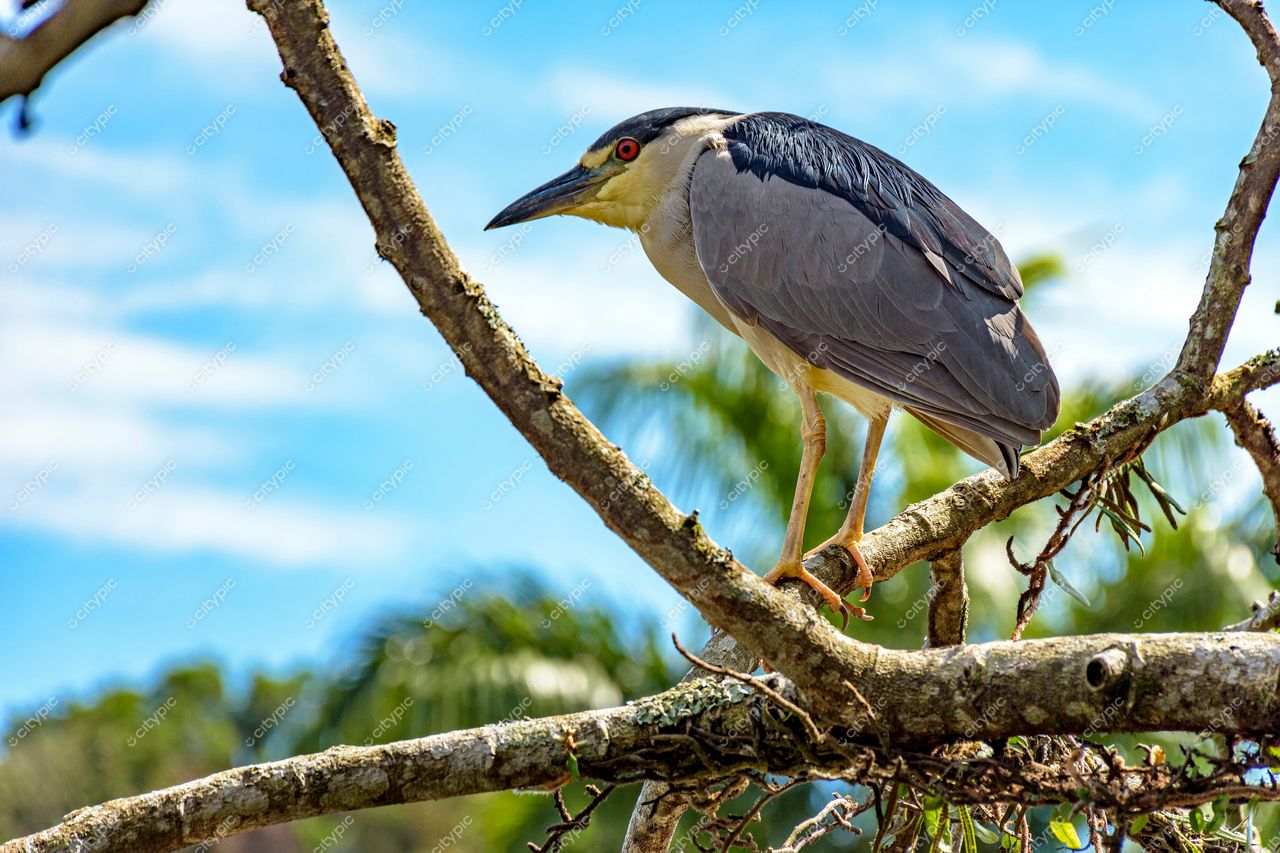 Garça em um ramo: Beleza natural de Trindade, Paraty, Rio de Janeiro, Brasil