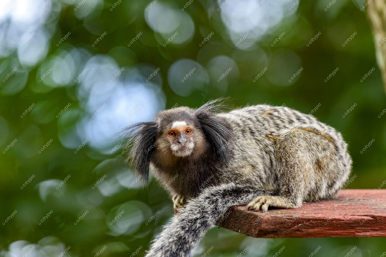 Mico na Ilha Grande: Beleza da Fauna Brasileira em Angra dos Reis
