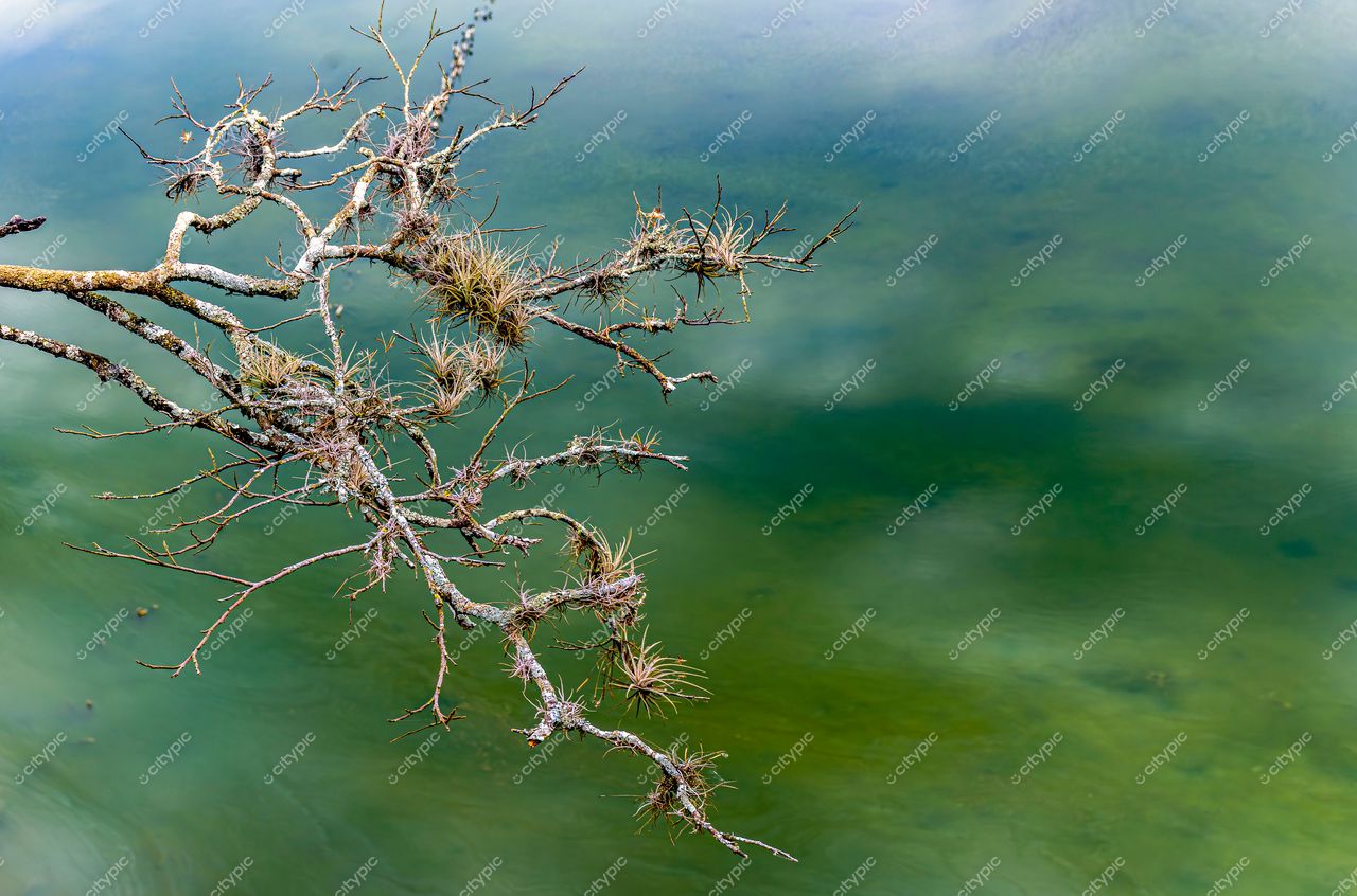 Lagoa Santa, Minas Gerais: Galho seco sobre águas serenas – A harmonia da flora local em contraste com a tranquilidade do lago