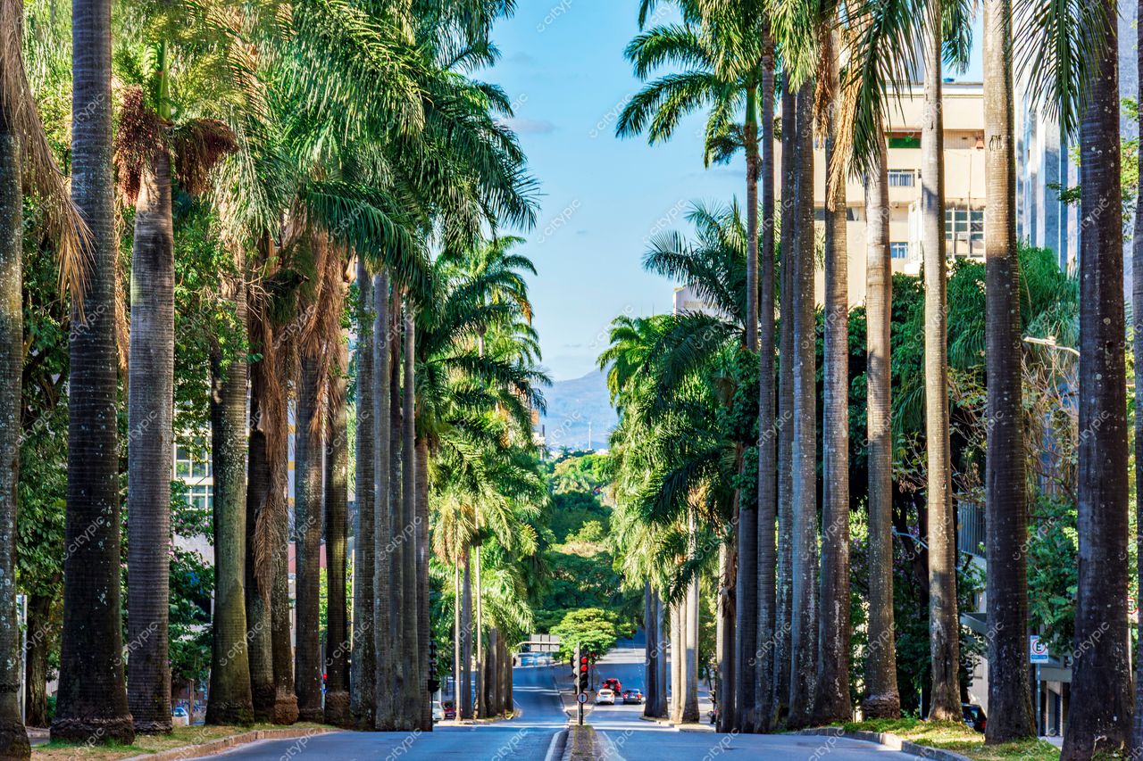 Avenida arborizada: Beleza urbana em Belo Horizonte, Minas Gerais