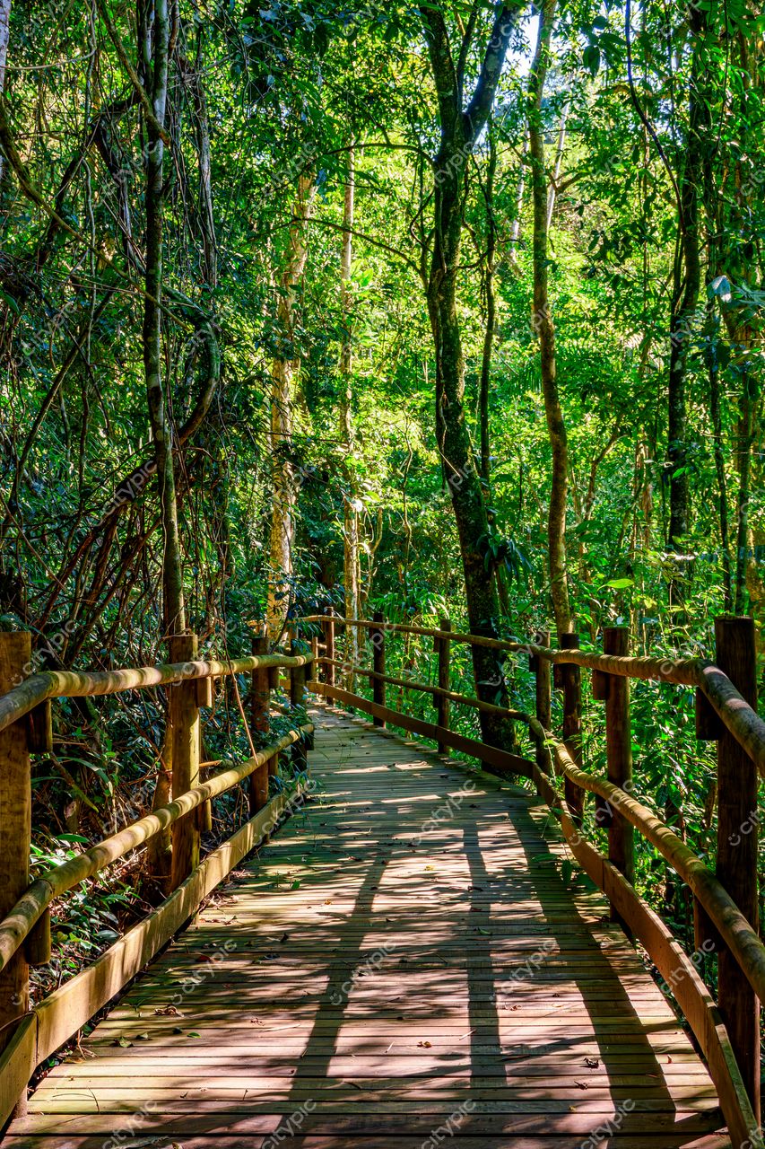 Trilha de madeira em meio à exuberante vegetação tropical de Ilhabela, São Paulo: um convite à contemplação e conexão com a natureza