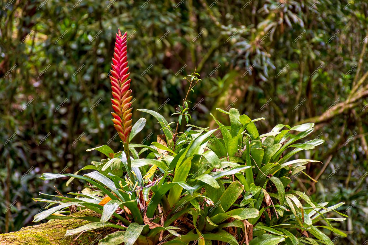 Ilhabela, São Paulo, Brasil: Inflorescência vermelha em meio à exuberante vegetação tropical