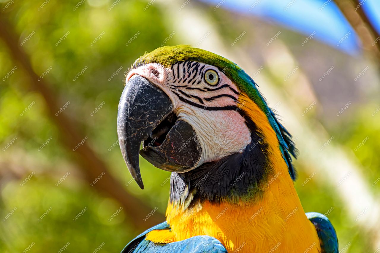 Papagaio vibrante no Jardim Botânico do Rio de Janeiro: beleza e vivacidade da avifauna brasileira