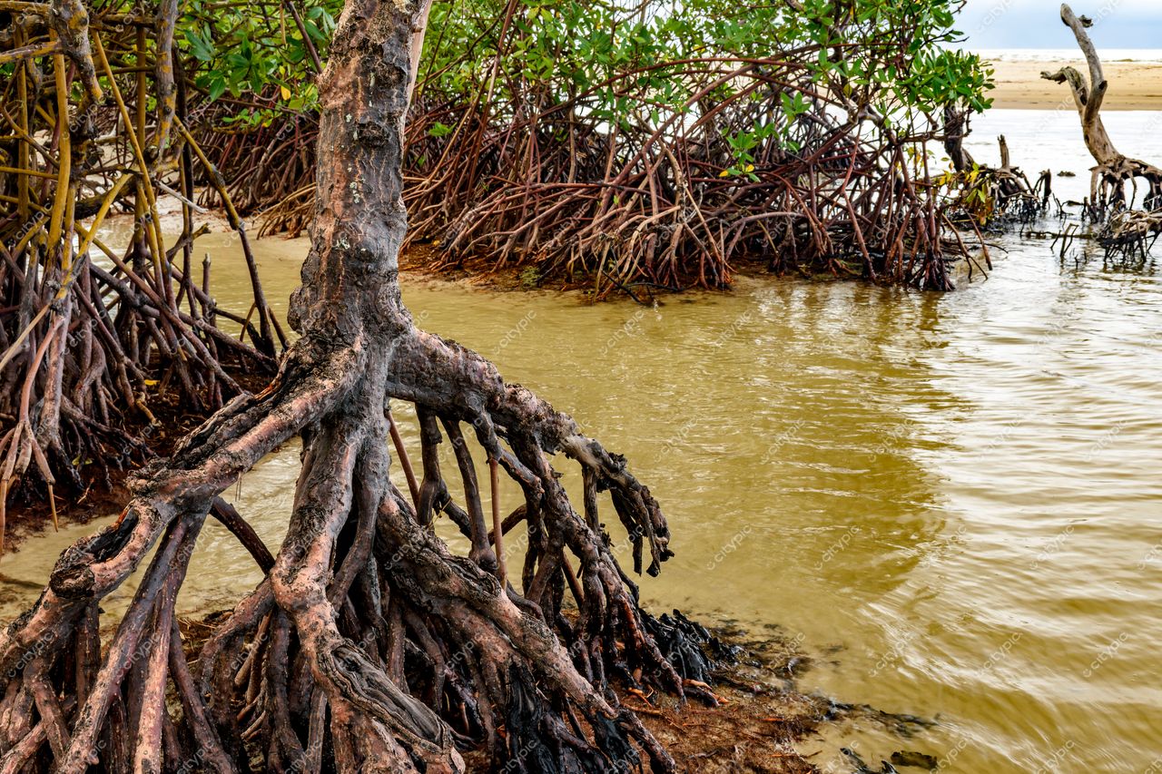 Uruçuca, Bahia: A beleza dos manguezais em destaque