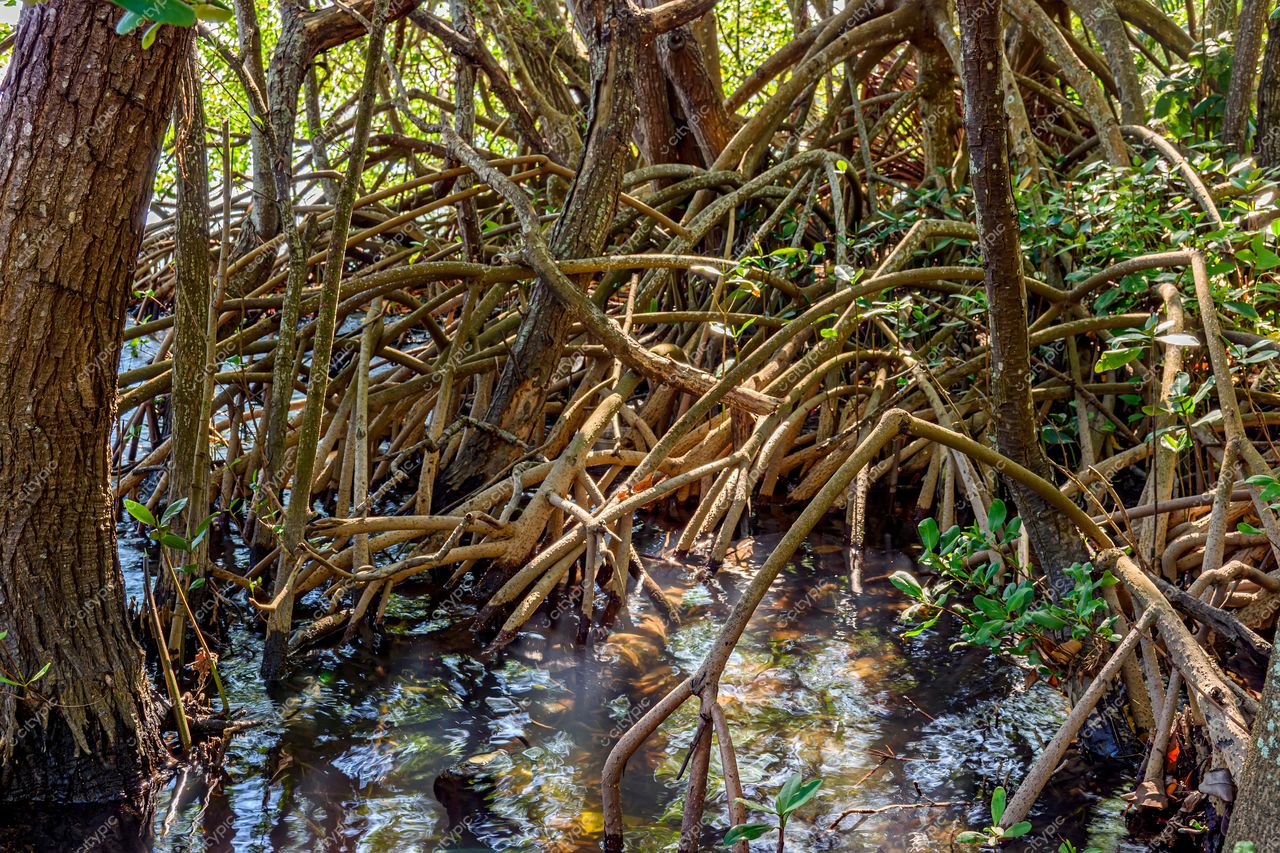 Lagoa de Mangue no Rio de Janeiro: Beleza natural dos mangues cariocas