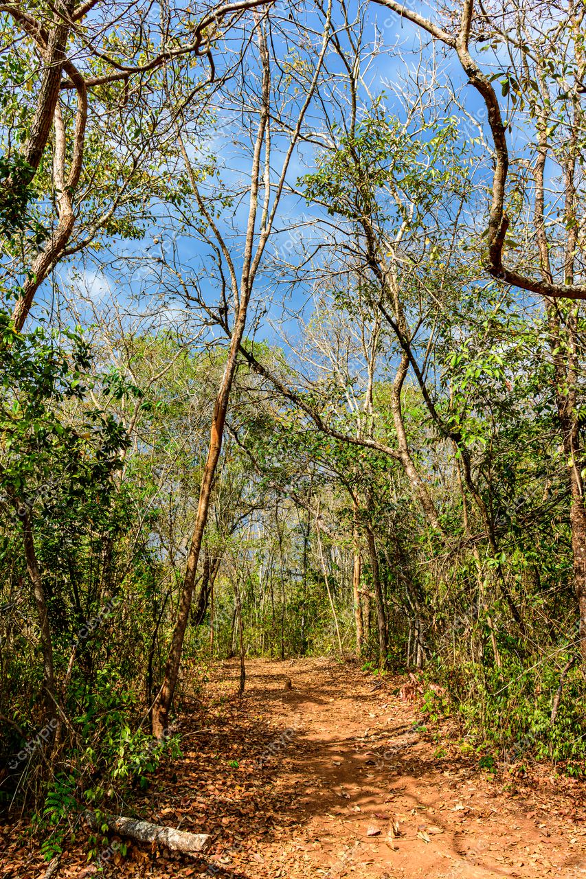 Trilha serena: um convite à contemplação da natureza