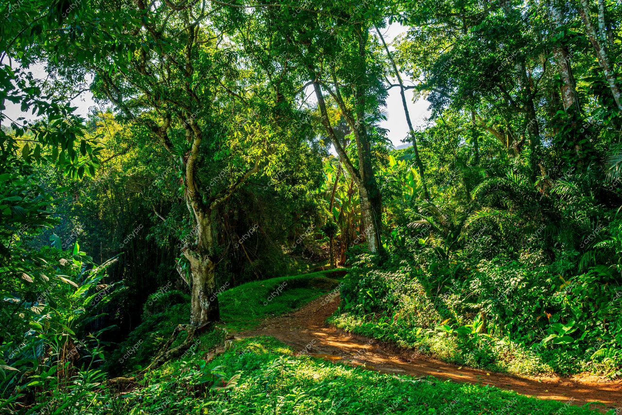 Trilha sinuosa na exuberante vegetação tropical de Ilhabela, São Paulo: um refúgio natural para os amantes da natureza
