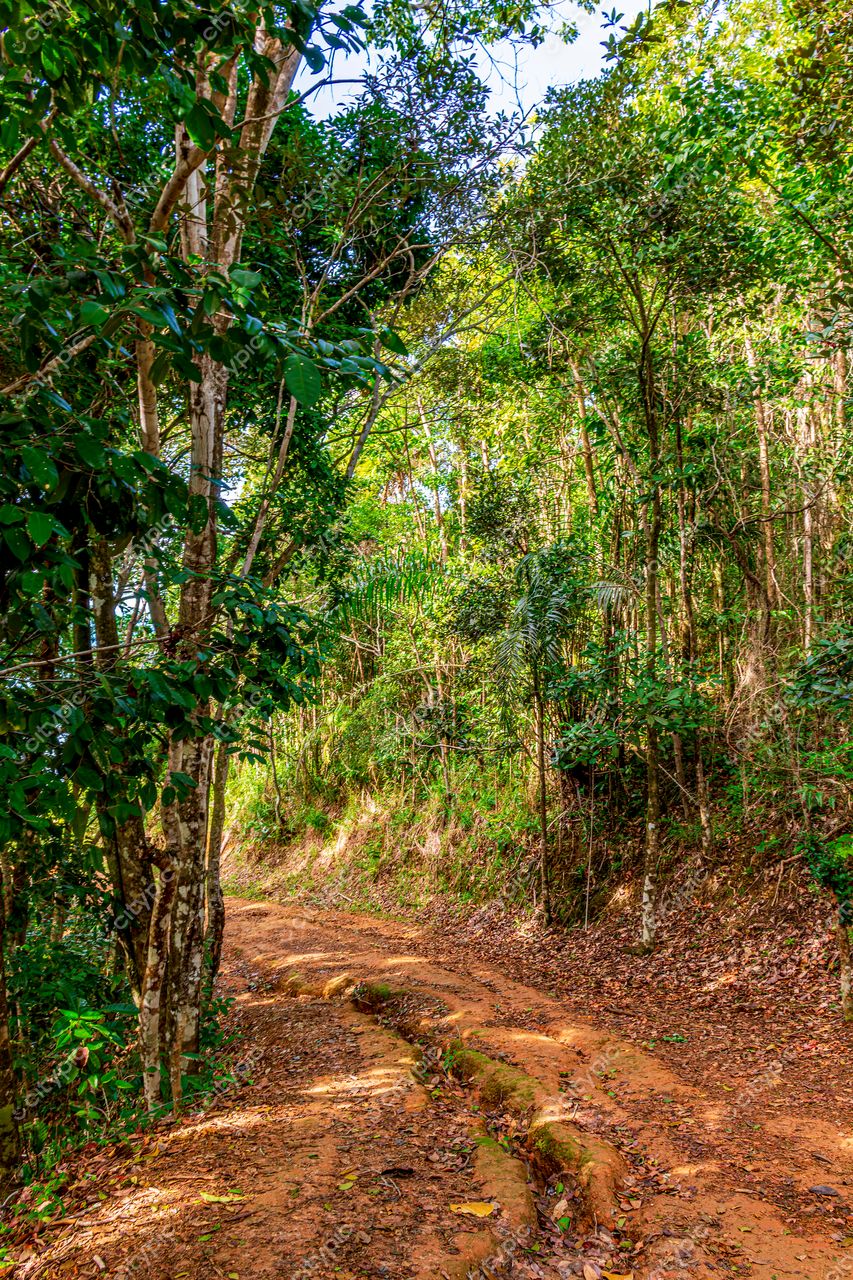 Uruçuca, Bahia: Caminho sinuoso pela exuberante vegetação tropical