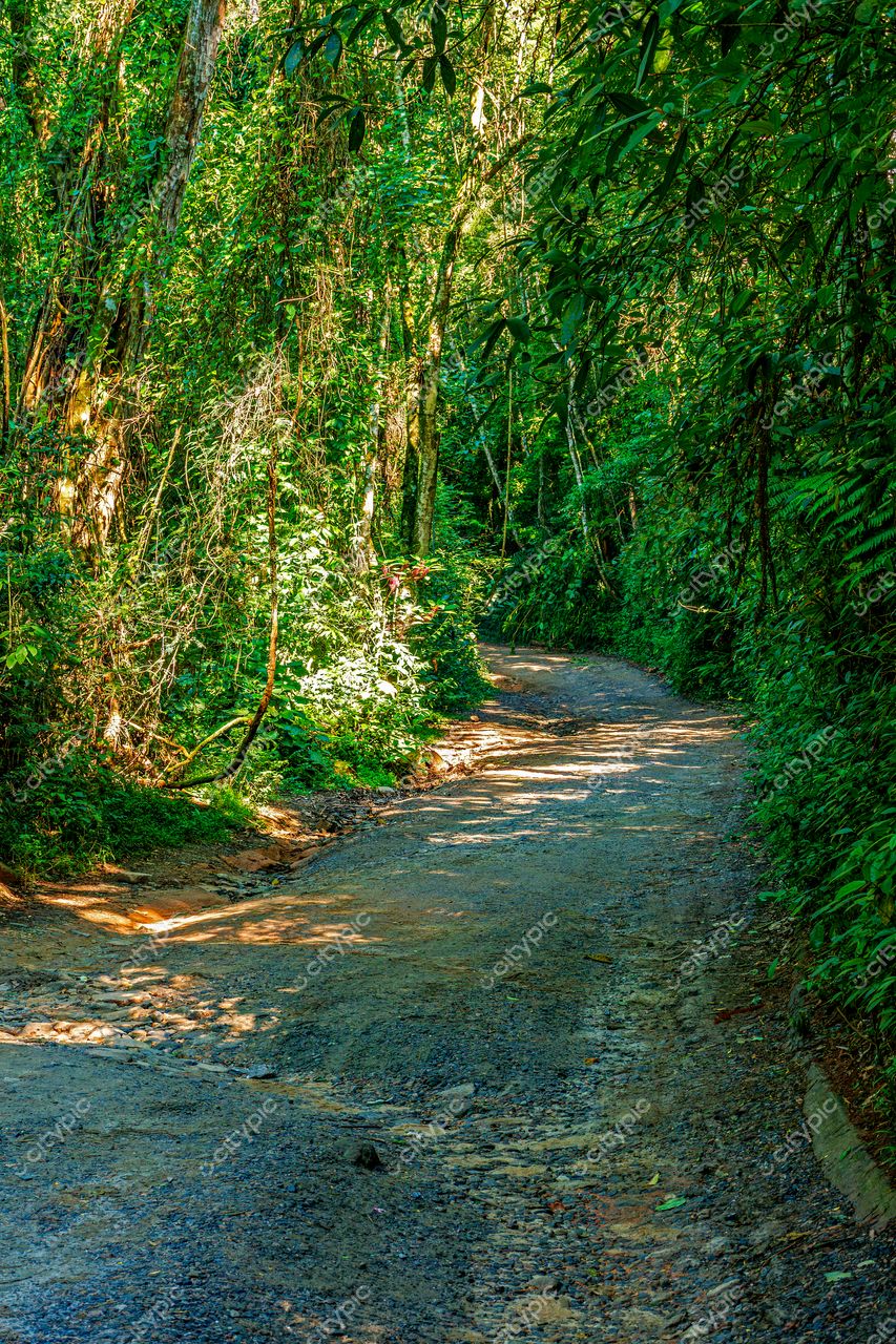 Caminho de terra sinuoso entre vegetação exuberante em Ilhabela, São Paulo: convite à aventura na natureza
