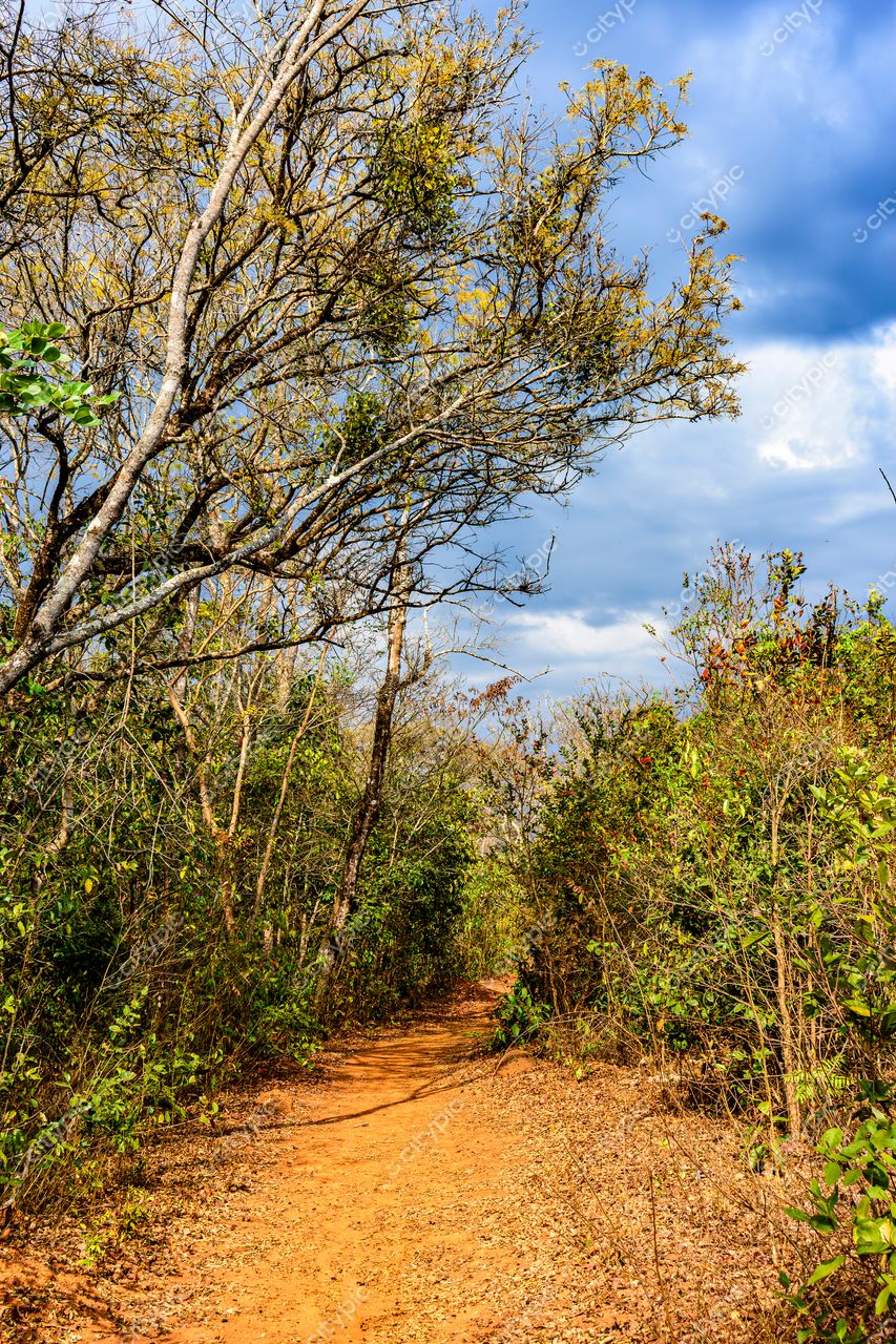 Trilha da Serenidade: Conexão com a Natureza em Meio à Vegetação e Céu Nublado