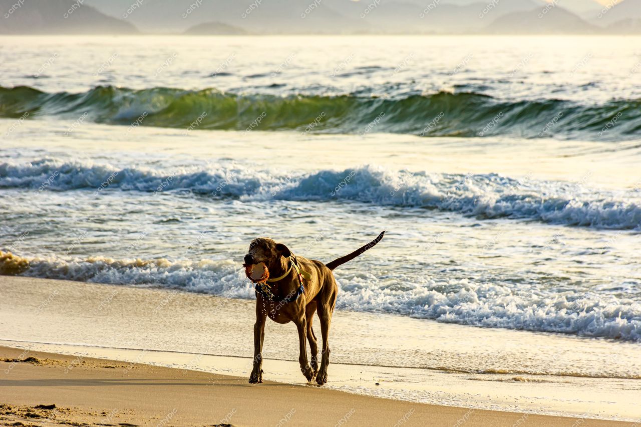 Ipanema, Rio de Janeiro: Cão feliz brincando na praia ao sol