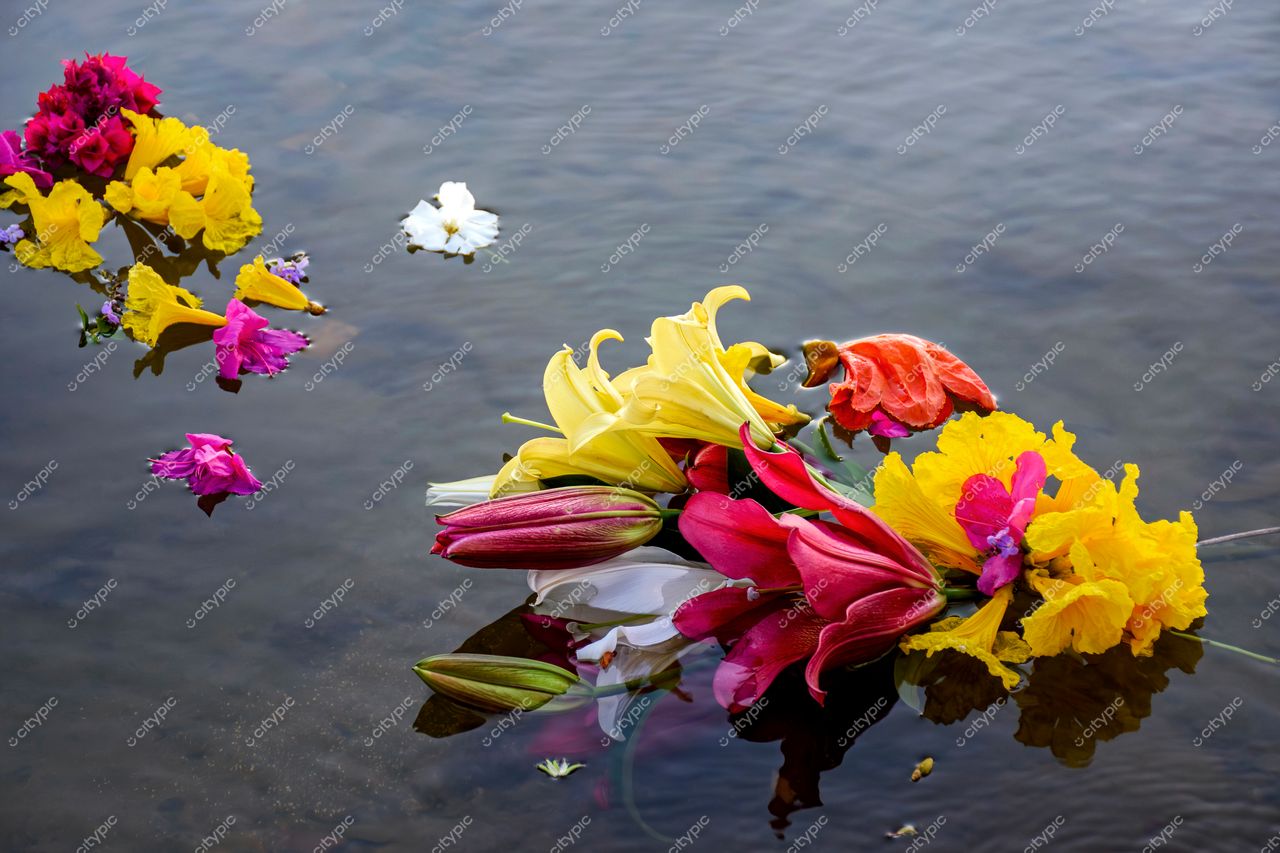 Jardim Flutuante: Flores Coloridas em Belo Horizonte, Minas Gerais
