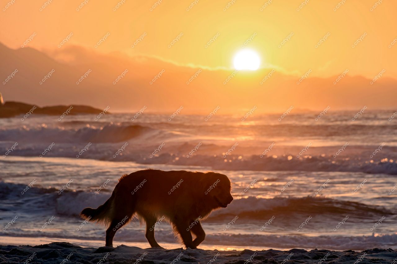 Pôr do sol sereno em Ipanema: O cachorro na praia do Rio de Janeiro