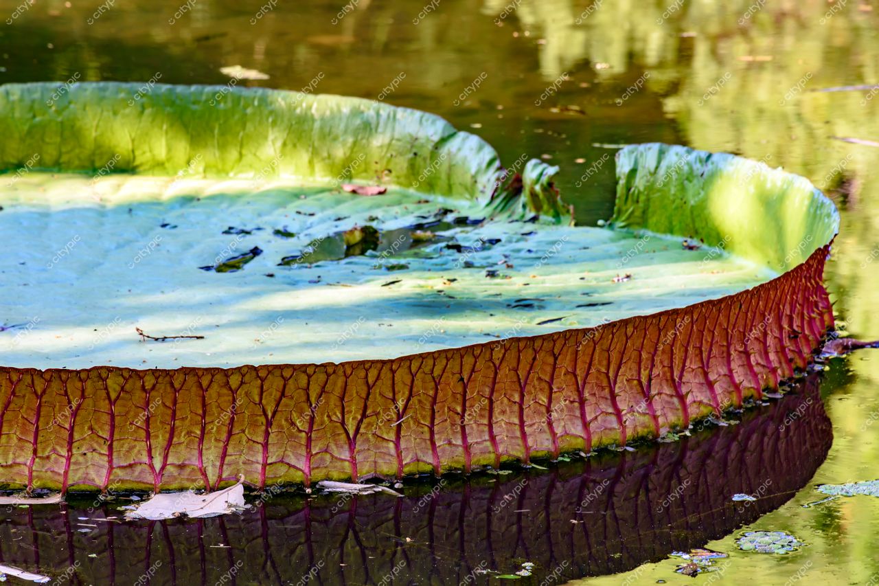 Jardim Botânico do Rio de Janeiro: Vitória-Régia em todo seu esplendor