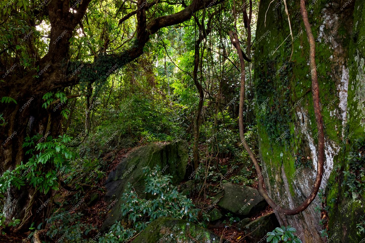 Urca, Rio de Janeiro: Explorando a exuberante floresta tropical da cidade maravilhosa