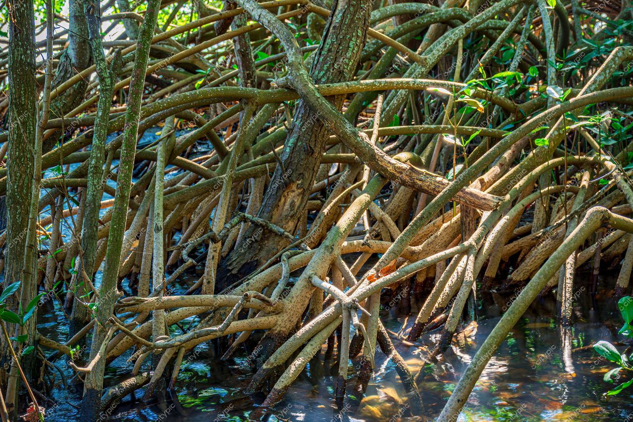 Lagoa de Mangue, Rio de Janeiro: Raízes entrelaçadas em um ecossistema vibrante e biodiverso