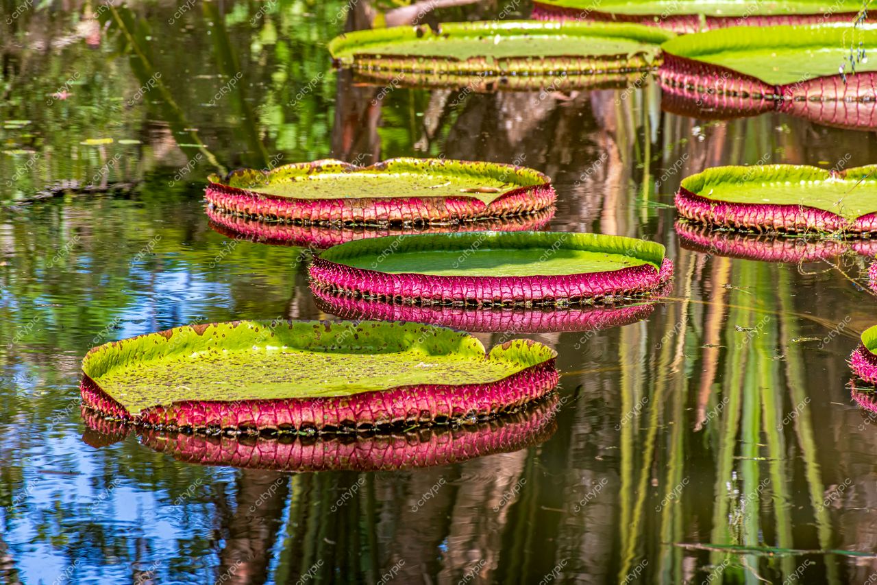 Jardim Botânico do Rio de Janeiro: Vitórias-régias flutuantes em um cenário mágico