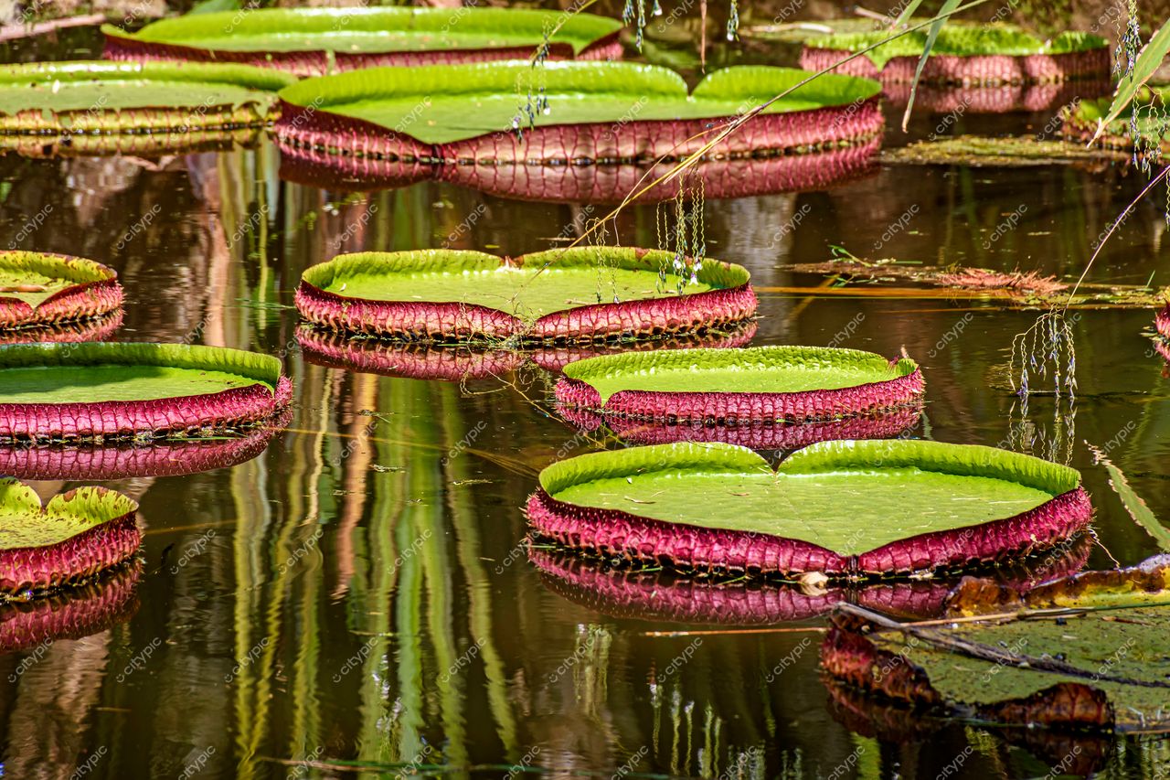 Jardim Botânico do Rio de Janeiro: Vitórias-régias em um lago tranquilo