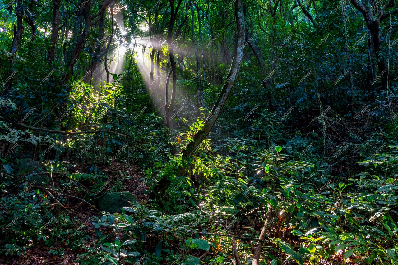 Floresta densa em Urca, Rio de Janeiro: Um espetáculo de luz e vida natural