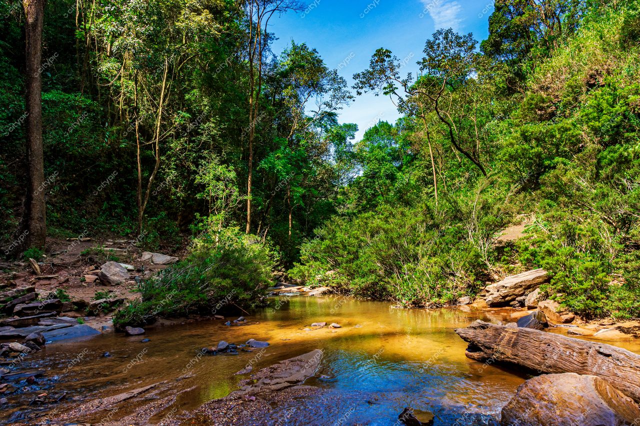 Oásis de Serenidade: Um Riacho na Selva Tropical