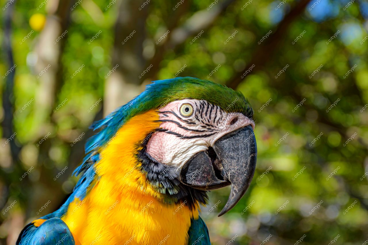 Arara em destaque no Jardim Botânico do Rio de Janeiro: beleza e detalhes impressionantes