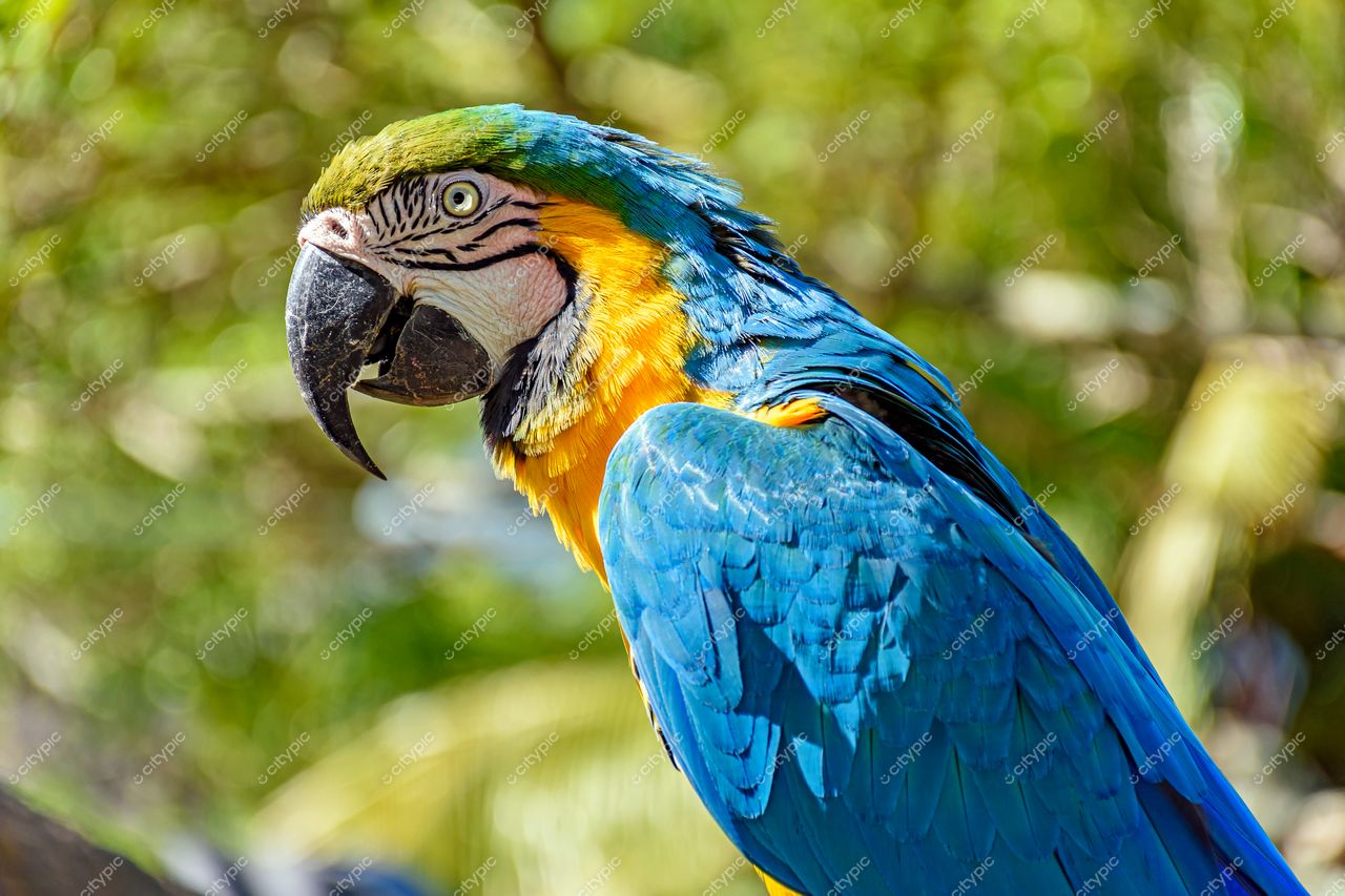 Jardim Botânico do Rio de Janeiro: Close da Arara Azul e Amarela em seu Habitat Natural