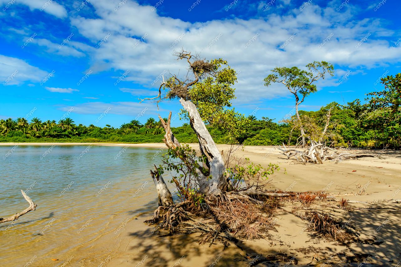 Uruçuca, Bahia: Praia tranquila com vista serena do mar e tronco de árvore em destaque