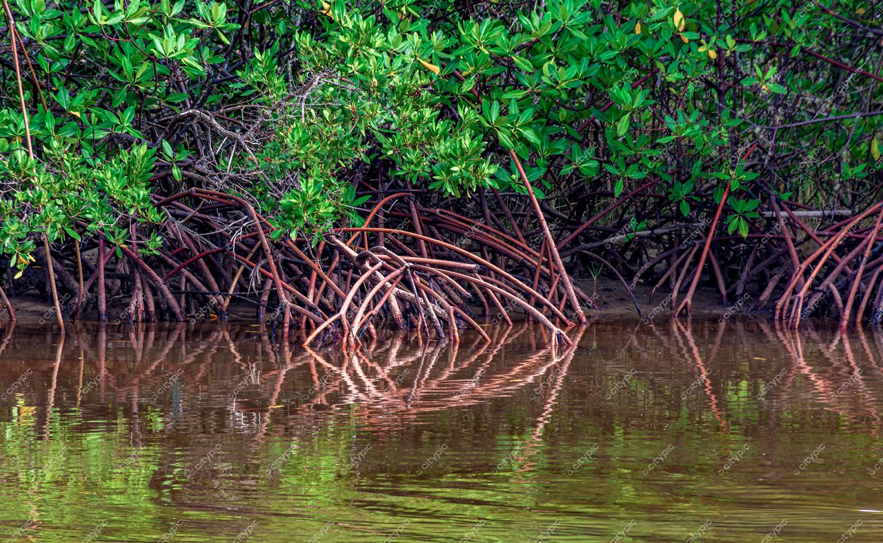 Uruçuca, Bahia: Manguezais exuberantes em harmonia com a natureza serena