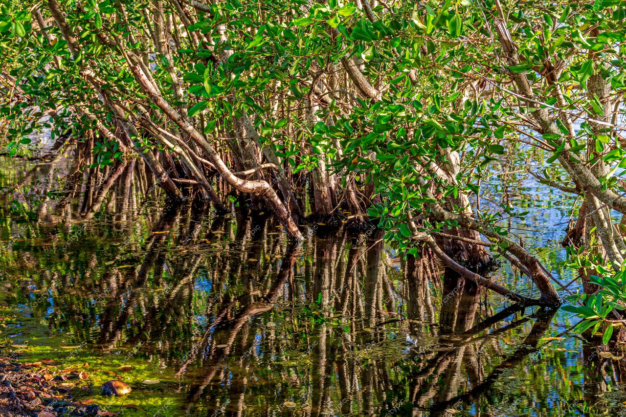 Lagoa do Rio de Janeiro: A serenidade do manguezal brasileiro