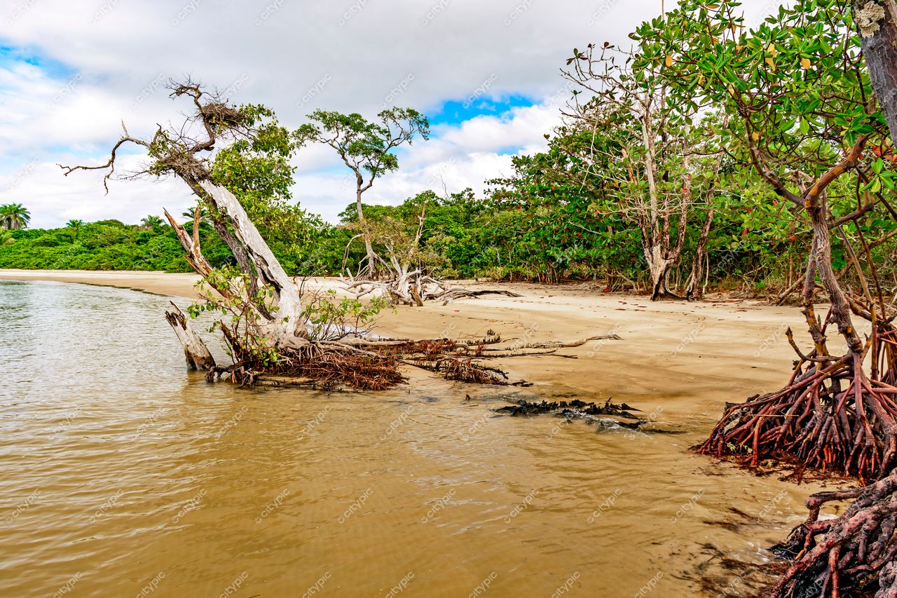 Uruçuca, Bahia: Praia tranquila e isolada com raízes expostas e vegetação exuberante