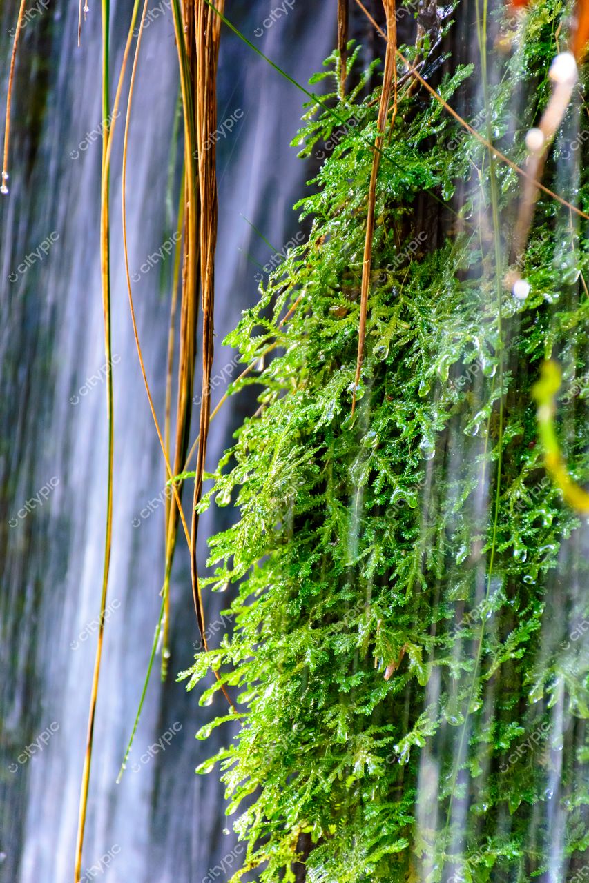 Carrancas, Minas Gerais: A serenidade do musgo vibrante em meio à cascata