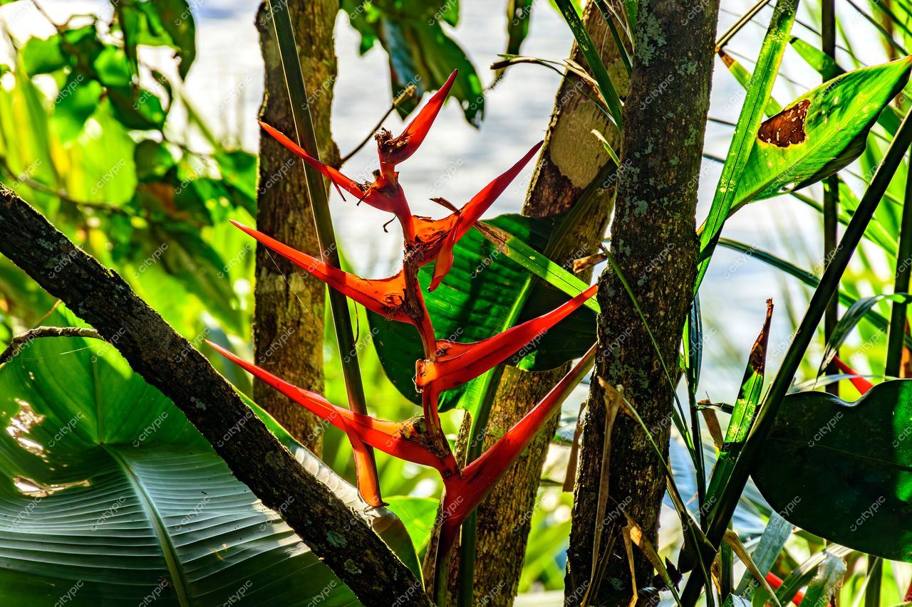 Ilhabela, São Paulo, Brasil: Flor de Helicônia em meio à exuberante vegetação tropical